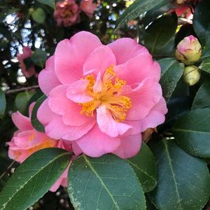 Meet your Posher, Isabella